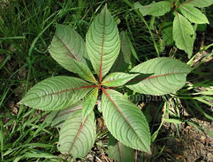Himalayan balsam leaves